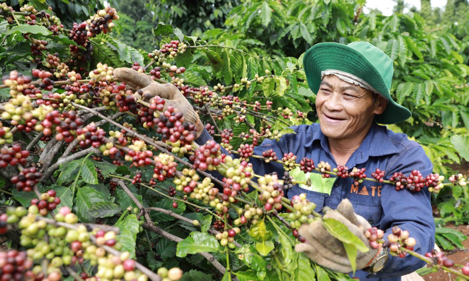 Thị trường nông sản tuần qua: Các mặt hàng có diễn biến trái chiều