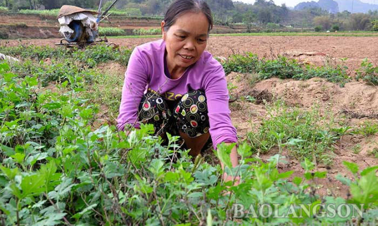 Điềm He: Triển vọng phát triển kinh tế từ trồng cây cúc hoa dược liệu