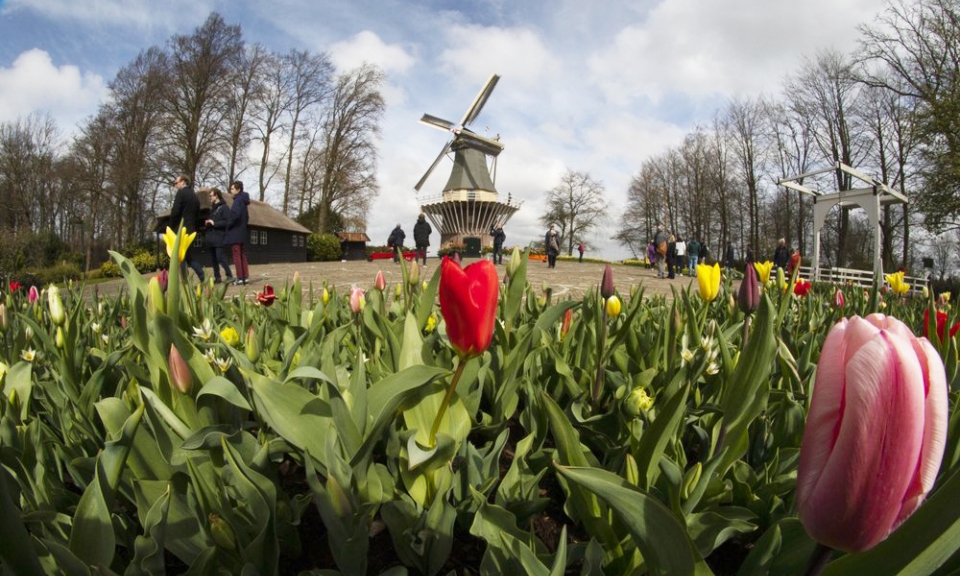 Hà Lan chào đón du khách đến vườn hoa nổi tiếng Keukenhof