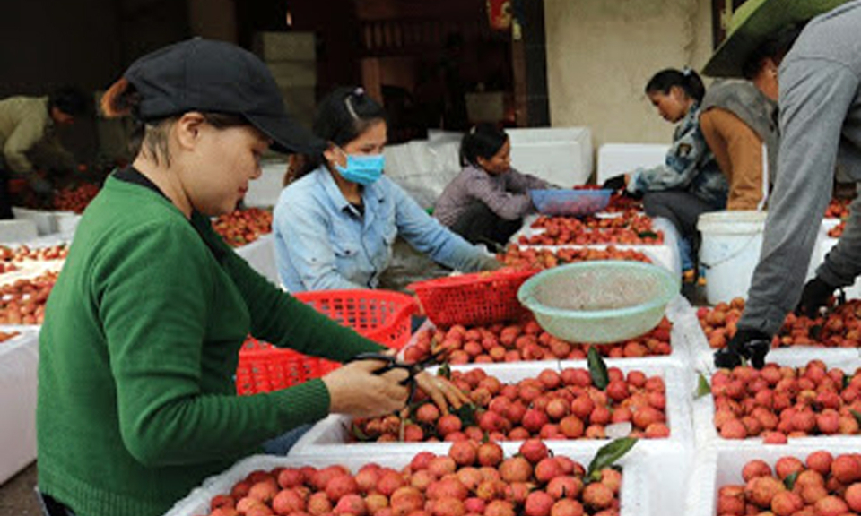 Vải thiều Lục Ngạn và câu chuyện bảo hộ chỉ dẫn địa lý tại Nhật Bản