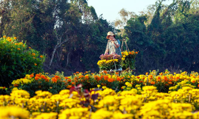 Làng hoa Phú Mậu