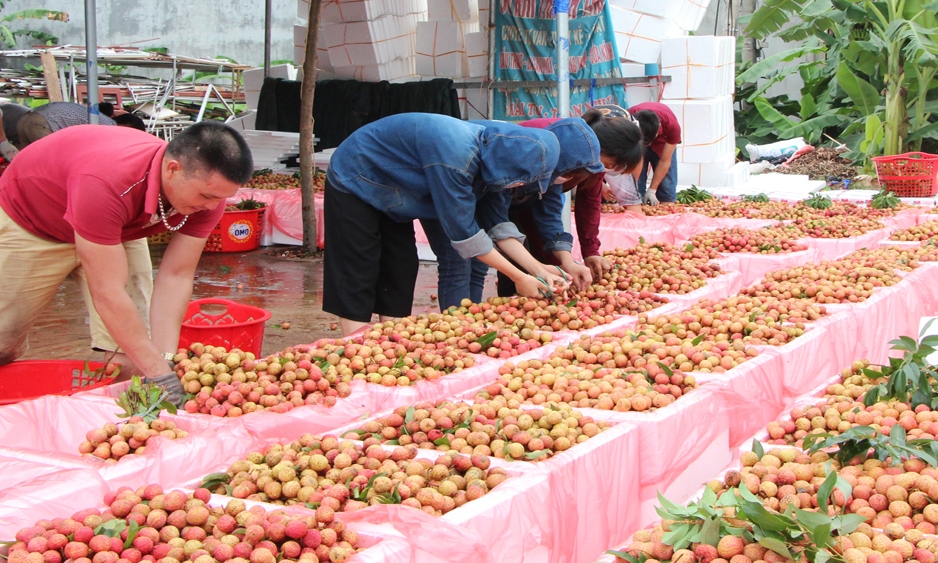 Không để sản xuất 'đứt gãy', Bắc Giang lên kịch bản tiêu thụ vải thiều