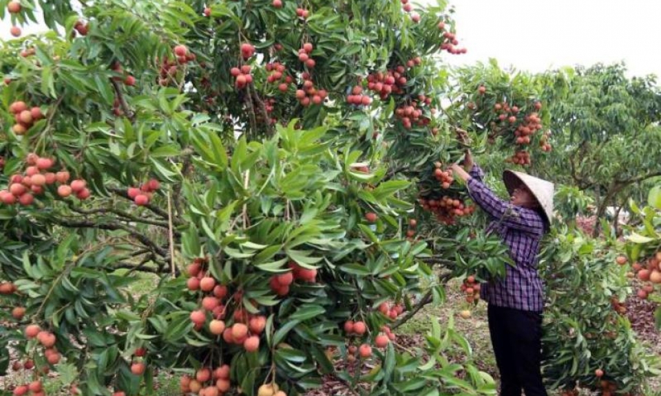 Triển khai các phương án tiêu thụ vải thiều