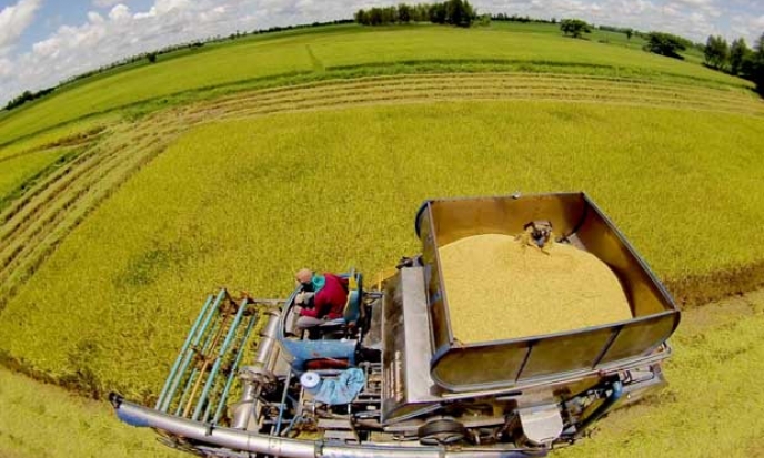 Xuất khẩu gạo của Thái Lan giảm mạnh