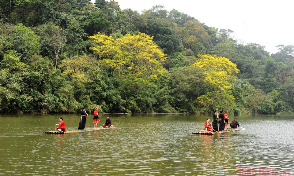 Về Tân Trào mùa hoa lim vang