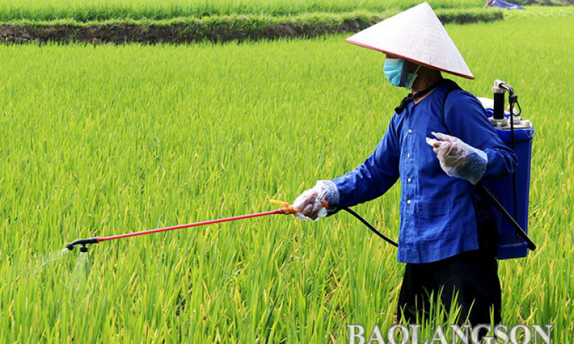 Chủ động phòng trừ sâu bệnh hại lúa xuân