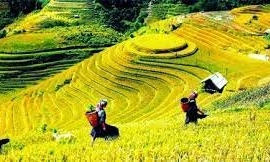 Hà Giang: Tổ chức tuần văn hóa 'Qua những miền di sản ruộng bậc thang Hoàng Su Phì'