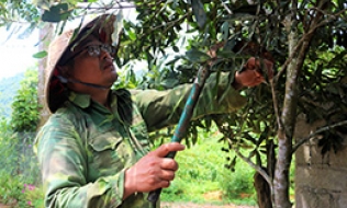 Anh Hiến làm kinh tế giỏi