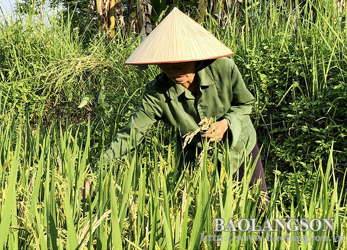 Quản lý dịch hại tổng hợp (IPM) trên cây lúa: Đảm bảo an toàn trong sản xuất