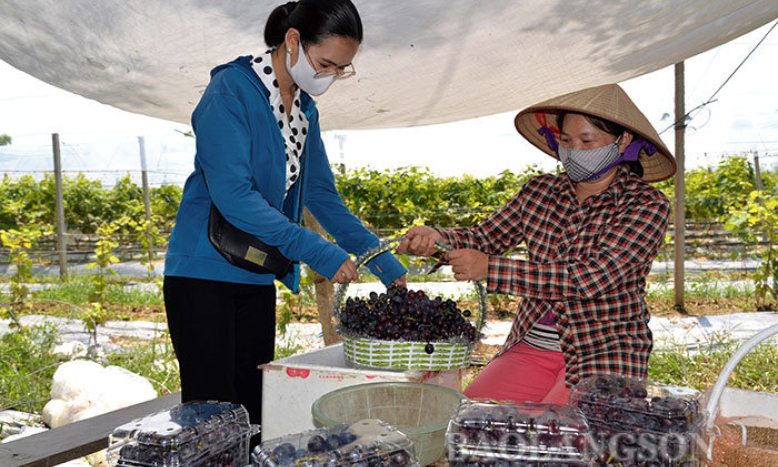 Mai Pha: Ngọt ngào mùa nho chín