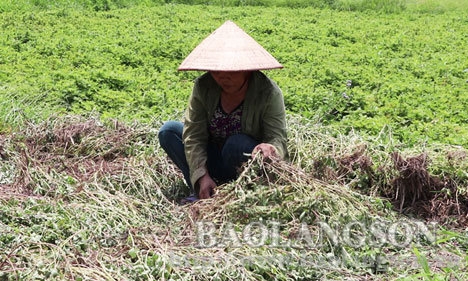 Tràng Định: Thạch đen trúng mùa, được giá