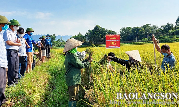 Hữu Lũng: Triển vọng từ mô hình sản xuất lúa J02