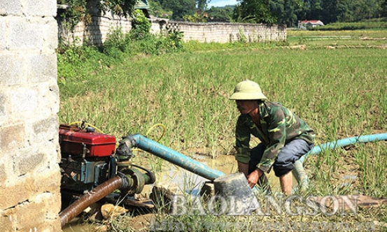 Bằng Mạc: Gần 60 ha lúa chịu ảnh hưởng nặng bởi hạn hán