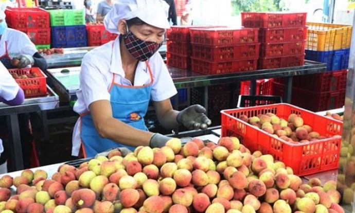 Bất chấp dịch bệnh, Hải Dương có một mùa vải thiều bội thu