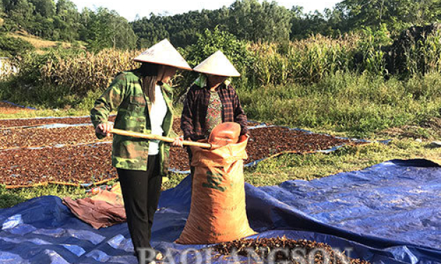 Văn Quan: Lại nóng tình trạng trộm hoa hồi