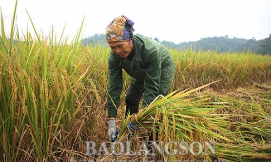 Hối hả thu xuân, làm mùa