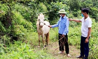 Minh Hiệp: Hiệu quả từ mô hình chăn nuôi ngựa bạch