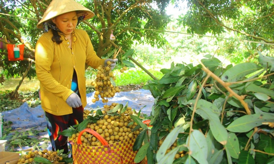 Đẩy mạnh tiêu thụ nông sản, ổn định sản xuất nông nghiệp