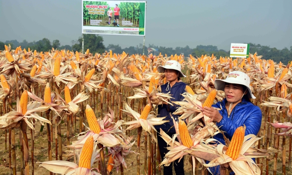 Trồng ngô công nghệ sinh học làm thức ăn chăn nuôi