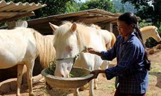 Hội Liên hiệp Phụ nữ xã Minh Hiệp: “Địa chỉ” tin cậy giúp hội viên phát triển kinh tế