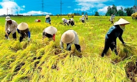 NHNN yêu cầu các ngân hàng hỗ trợ DN thu mua, tạm trữ thóc gạo tại ĐBSCL