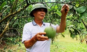 Chi Lăng: Lan tỏa phong trào “Cựu chiến binh giúp nhau giảm nghèo, làm kinh tế giỏi”