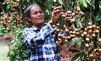 Hữu Lũng: Nhãn được mùa, mất giá