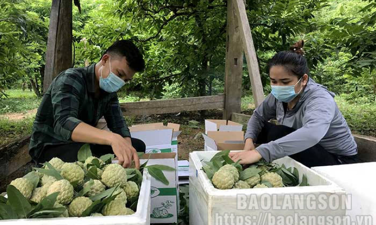 Đưa nông sản lên sàn thương mại điện tử: Những tín hiệu vui