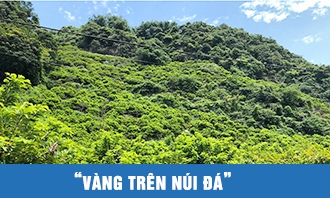 "Vàng trên núi đá"