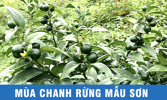 Mùa chanh rừng ở Mẫu Sơn