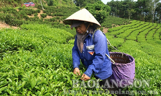 Chè Ô Long Đình Lập: Hành trình từ đồi cao đến tay người tiêu dùng