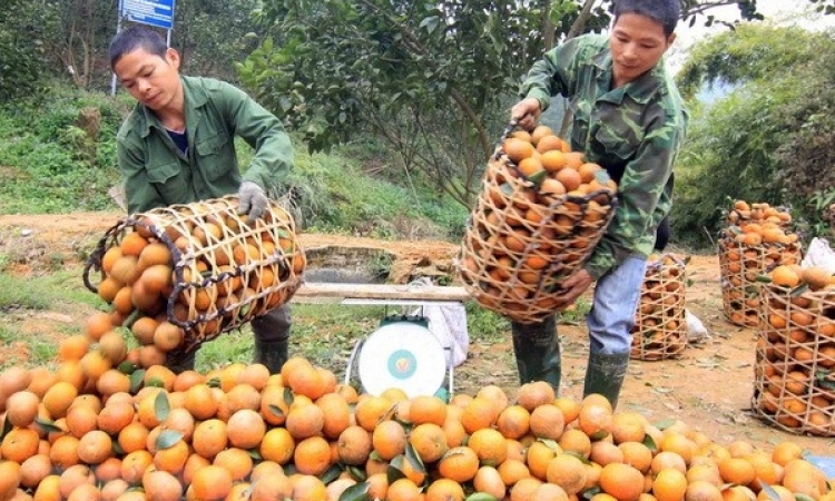 Hà Giang: Lấy chất lượng làm tiêu chí hàng đầu phát triển thương hiệu cam