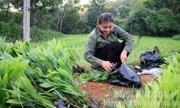 Làm giàu từ ươm giống cây lâm nghiệp