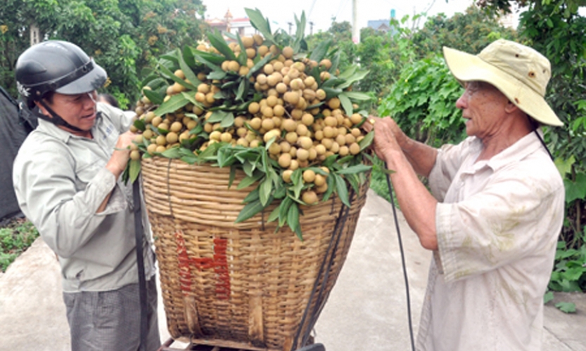 Khai thác hiệu quả tiềm năng nhãn lồng Hưng Yên