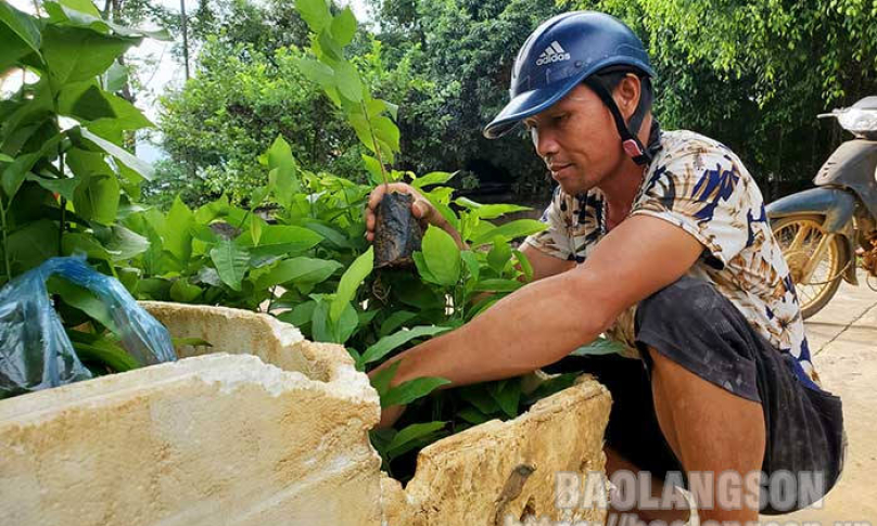 Chú trọng quản lý chất lượng giống cây ăn quả