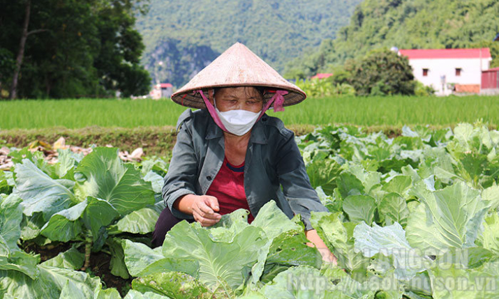 Tổ hợp tác trồng rau sạch thị trấn Bình Gia: Xây dựng thương hiệu, mở rộng thị trường