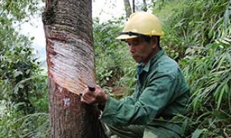 Cao Lộc: Người dân tăng thu từ trồng thông