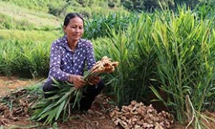 Cao Lộc: Phát triển nông nghiệp theo hướng hàng hóa