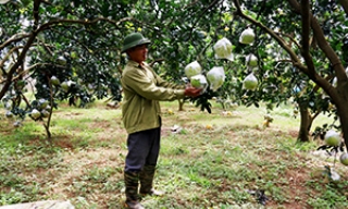 Dịch vụ nông nghiệp và sản xuất cây ăn quả Nhật Tiến: Chú trọng phát triển cây ăn quả theo hướng bền vững