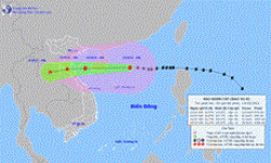 Bão số 8 hướng vào Thanh Hóa-Quảng Bình, suy yếu dần về cường độ