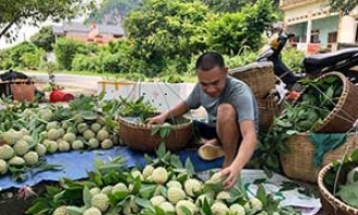 Chi Lăng: Chú trọng phát triển tài sản trí tuệ