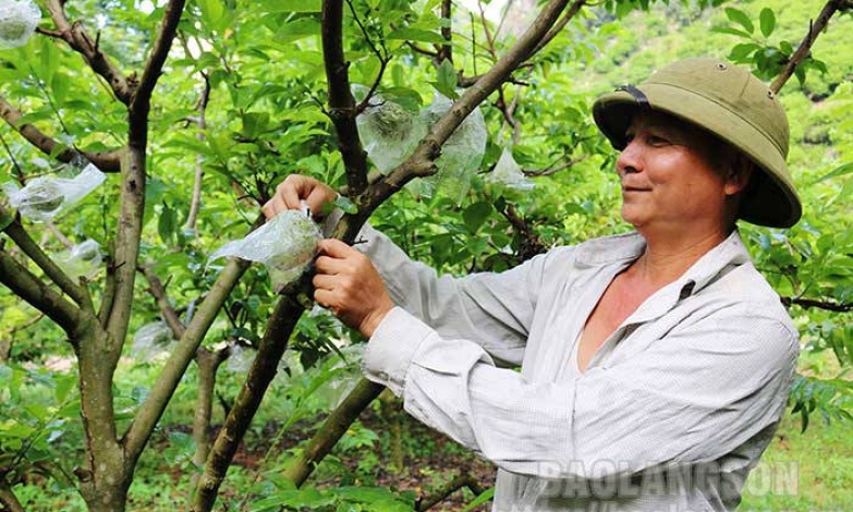 Phát triển kinh tế từ mô hình trồng na VietGAP