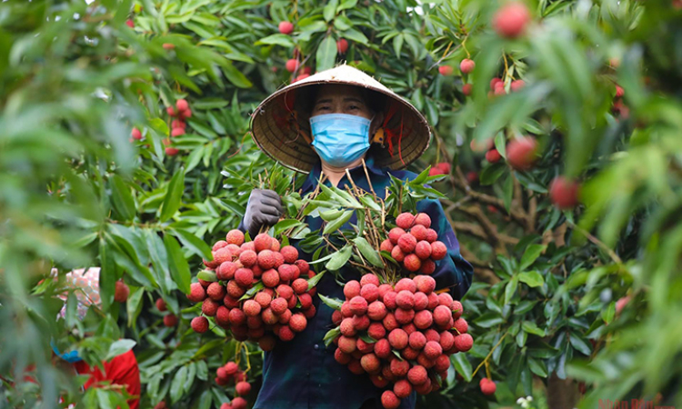 Tăng cường vận động “Người Việt Nam ưu tiên dùng hàng Việt Nam” trong tình hình mới