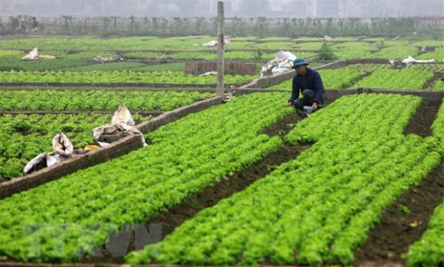 Vụ Đông của Hải Dương sớm được giá, lưu thông thuận lợi