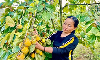 Hợp Tác xã Nông nghiệp Hoàng Việt: Chú trọng nâng cao giá trị sản phẩm