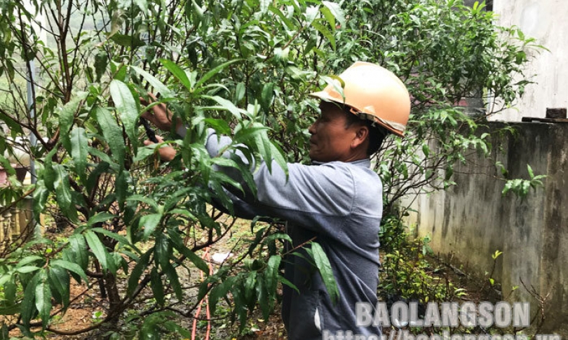 Tiên phong phát triển cây đào