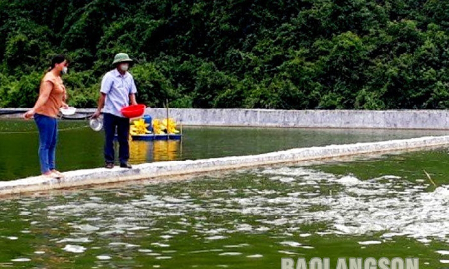 Hiệu quả từ mô hình chăn nuôi cá nước ngọt