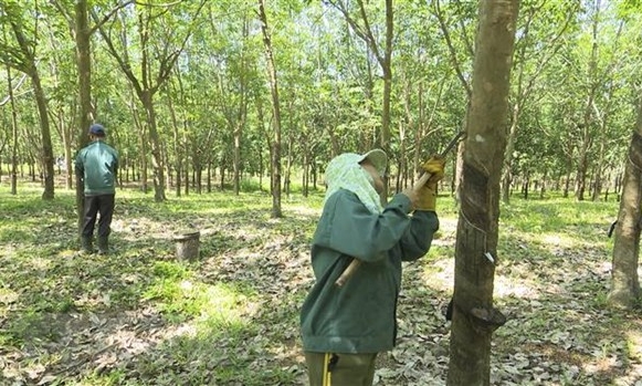 'Vàng trắng' lên giá - doanh nghiệp sản xuất cao su hưởng lợi