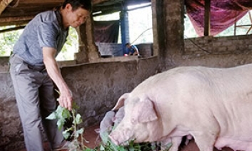 Cựu thanh niên xung phong vượt khó làm giàu