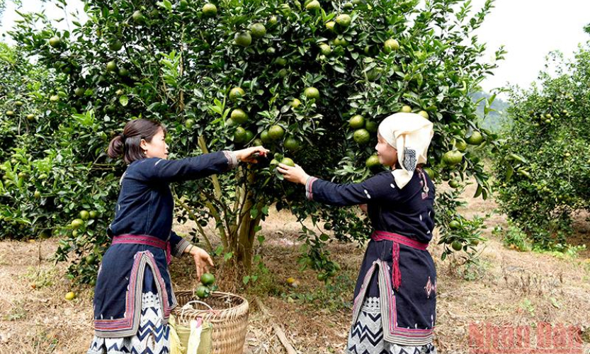 Giải bài toán tiêu thụ nông sản ở Tuyên Quang